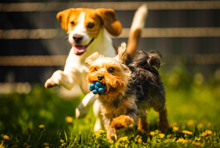 Benefits of Doggie Daycare The Pawsh Dog Winnipeg