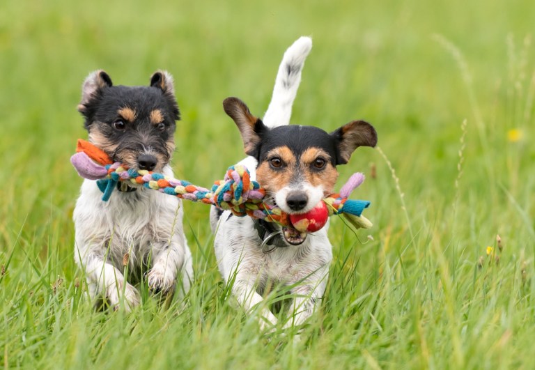 Benefits of Socialization The Pawsh Dog Winnipeg