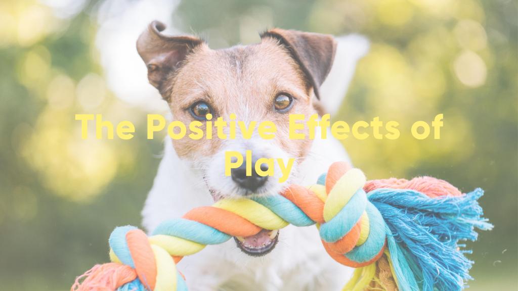 The Pawsh Dog Winnipeg - Winnipeg Pet Supplies, Dog Daycare and Grooming Services - The Positive Effects of Play