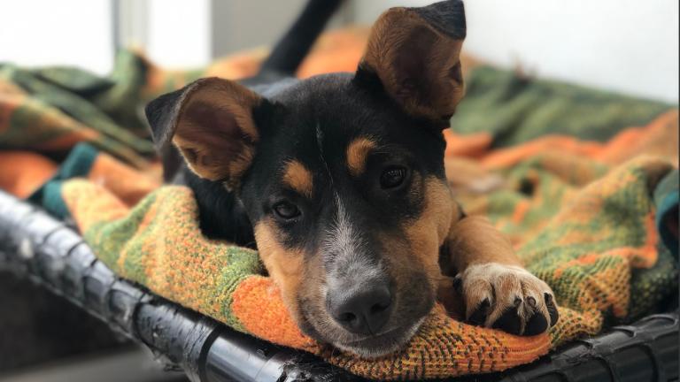 The Pawsh Dog Winnipeg - Winnipeg Pet Supplies, Dog Daycare and Grooming Services