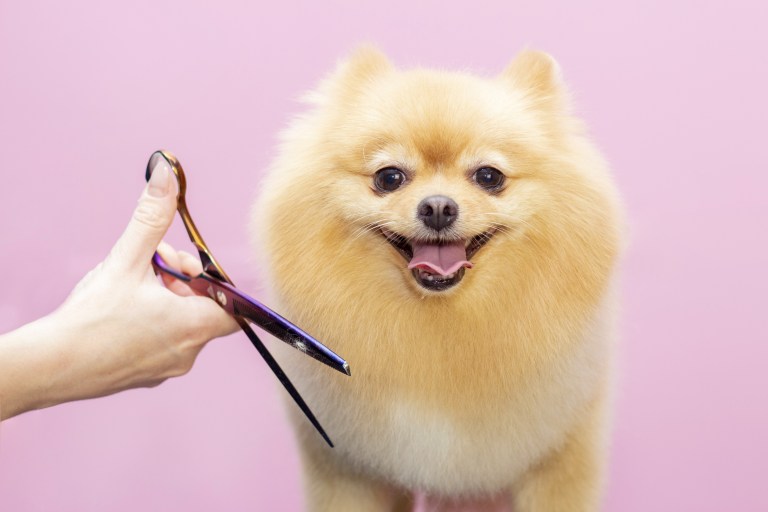 Why Grooming is important - The Pawsh Dog Winnipeg