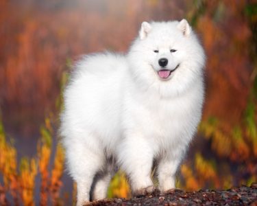 Heavy-Samoyed.jpg