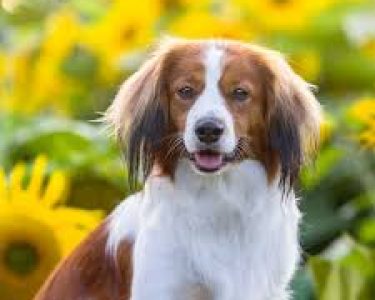 Moderate-Coat-Spaniel.jpg