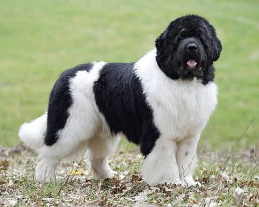 Newfoundland-Heavy-Coat.jpg