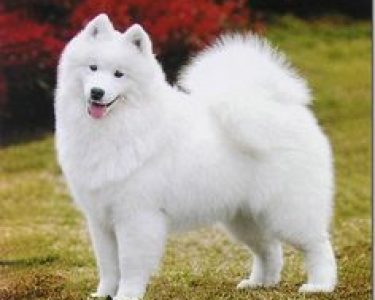 Samoyed-Heavy-Coat.jpg