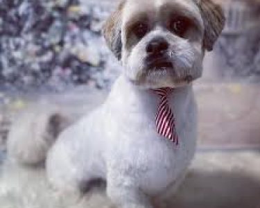 Shih-Tzu-Classic.jpg