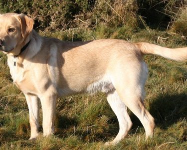 Short-Coat-Labrador.jpg