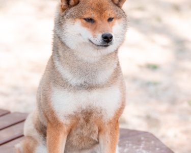 Short-Coat-Shiba.jpg